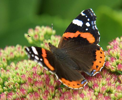 Red Admiral Butterfly 9A72D-03.JPG